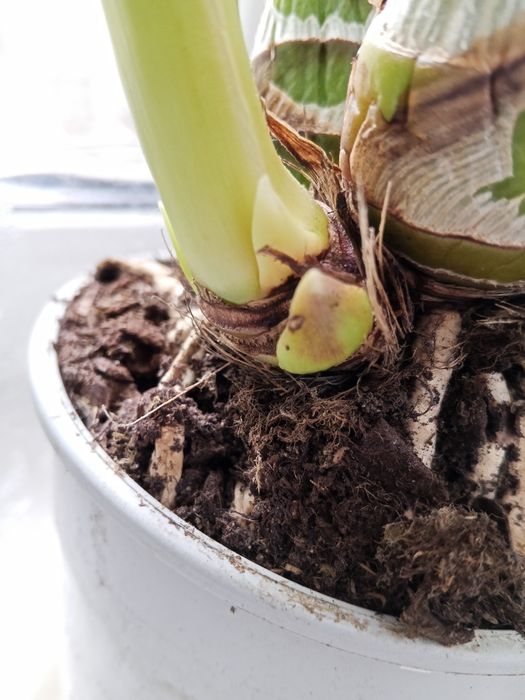 Персиковый цимбидиум