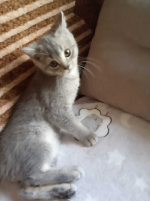 Котик британский голубого окраса