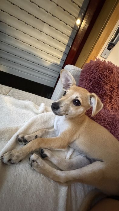 Cãozinho de 4 meses para adocão responsavel