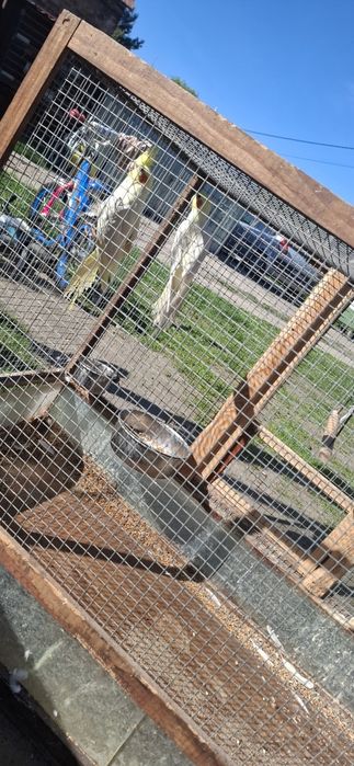 Papugi                    .