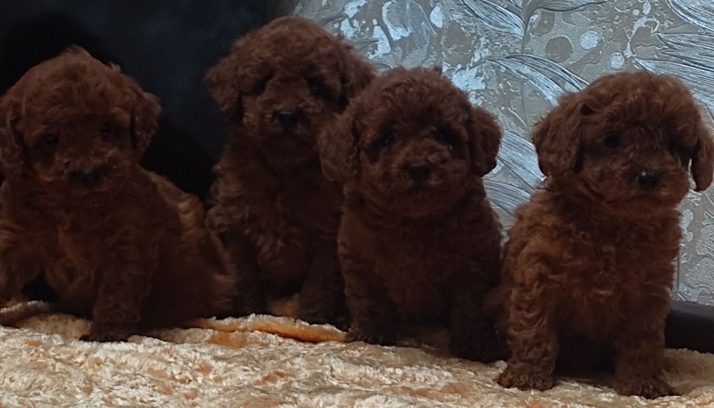 Той пудель мальчики и девочки 2 месяца