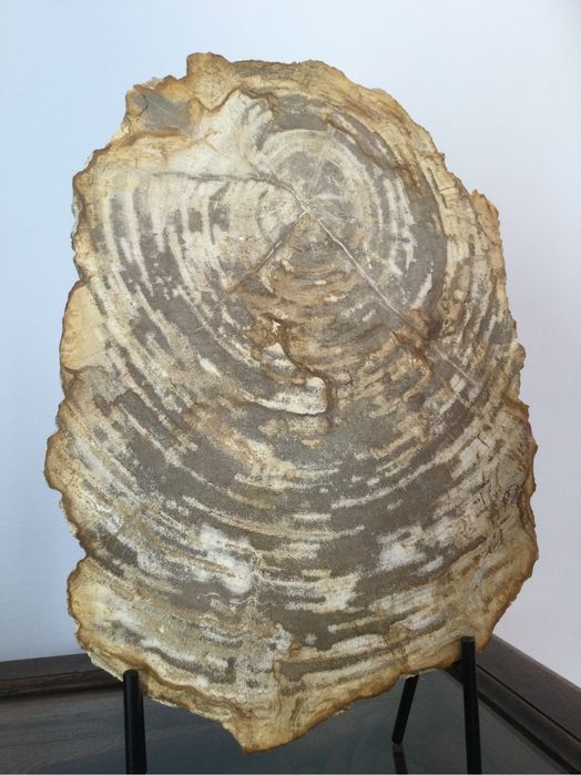 Grande Fóssil - Madeira Petrificada - 23 milhões de Anos