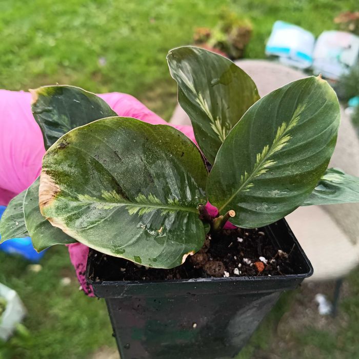 calathea/kalathea Maui Queen kilka małych sadzonek