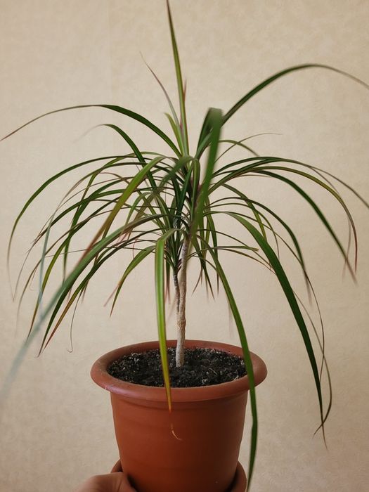 Драцена вазон 50см высота, длина листье 25см.
Пересылаю