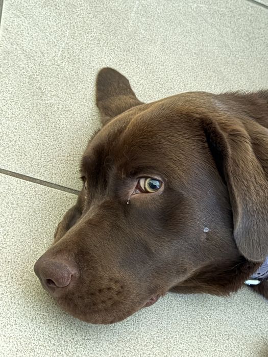 Labrador Castanho Puro