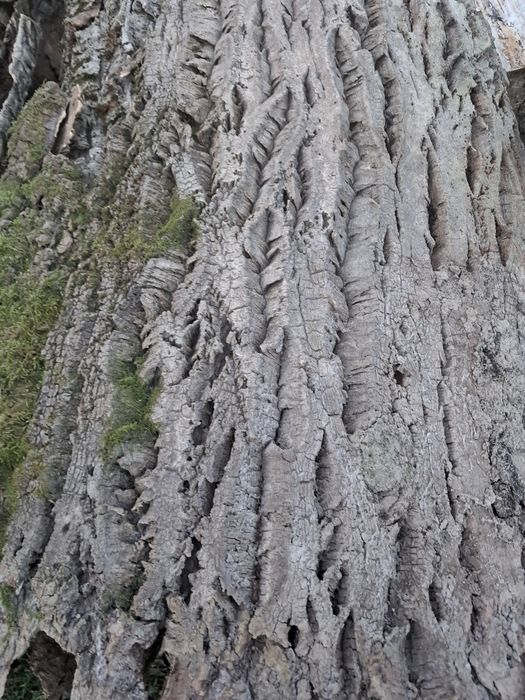 Кора пробки пробкового дерева бархат амурський. Якісна, красива, суха