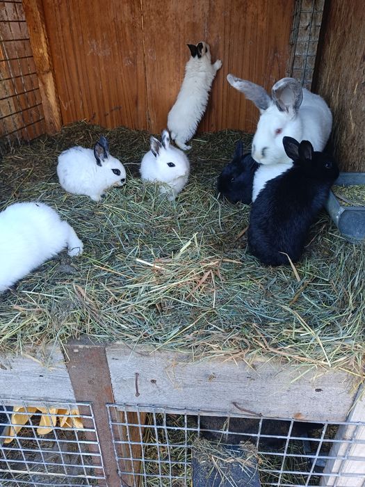 Króliki samce samice