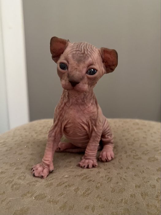 Sfinks kanadyjski , kocurek