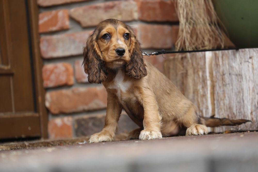 Cocker Spaniel szczeniak