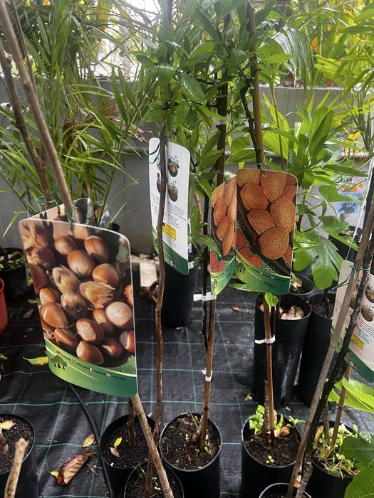 Várias espécies de árvores de fruta de casca rija