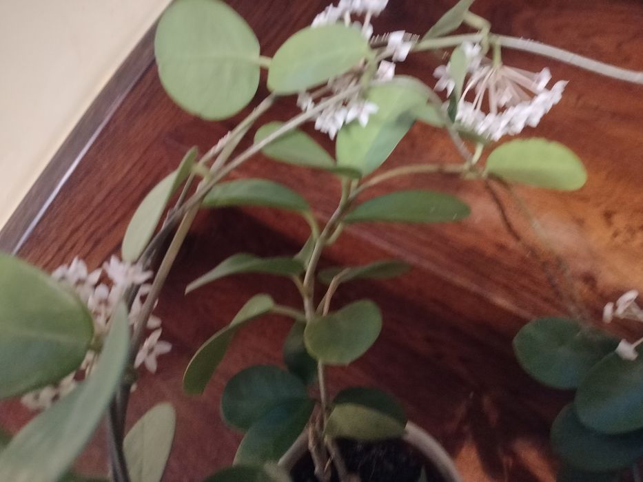 Hoja australis kwiaty białe