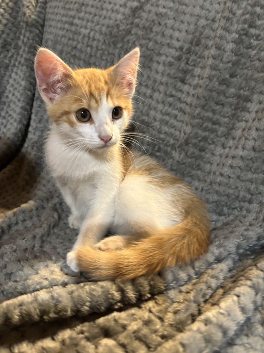 Kotek do adopcji