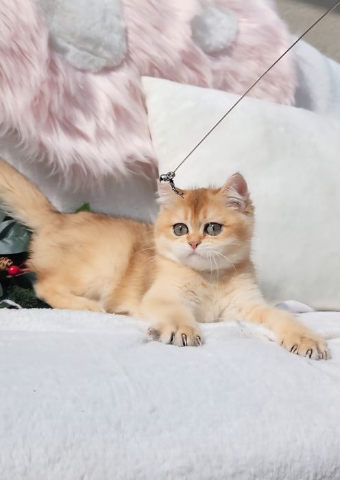 Шотландська дівчинка золота шиншила