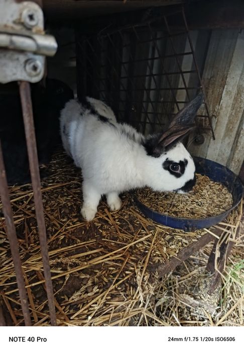 Samiec królika na  sprzedaż