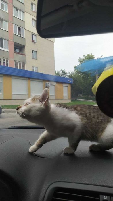Допоможіть, будь ласка, прилаштувати котика!