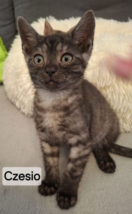 12 tygodniowe kociaki do adopcji.