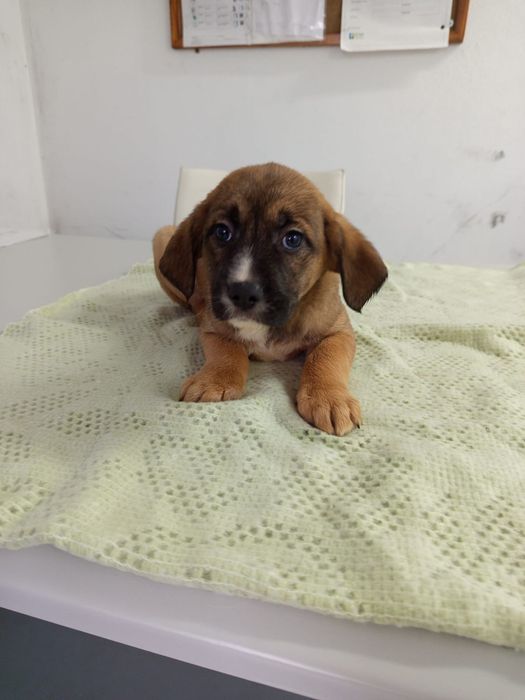 2 meninas  e 1 menino com 2 mesinhos para adopção