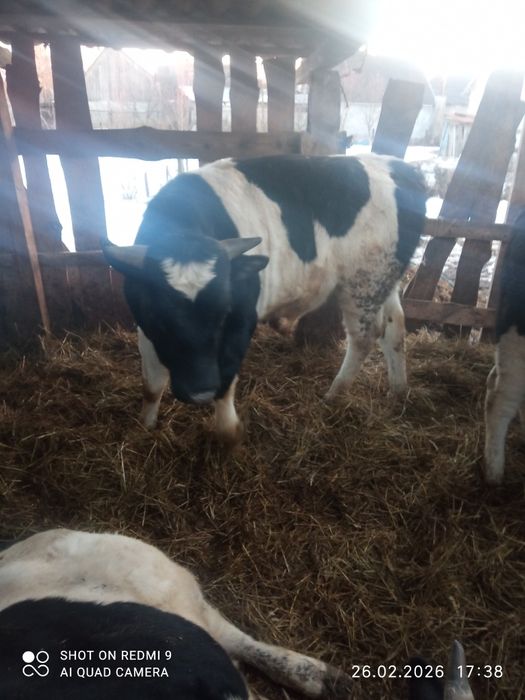 Продам бички на паровку або на м'ясо вага 350+ ціна 100грн кг