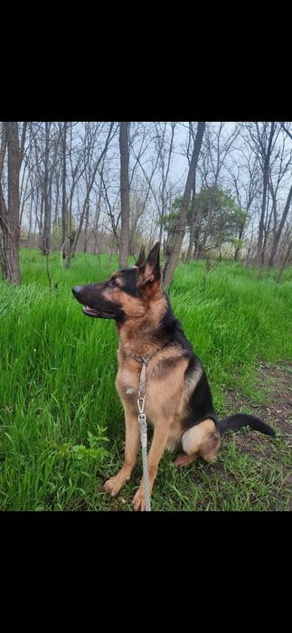 Отдам немца 5 лет