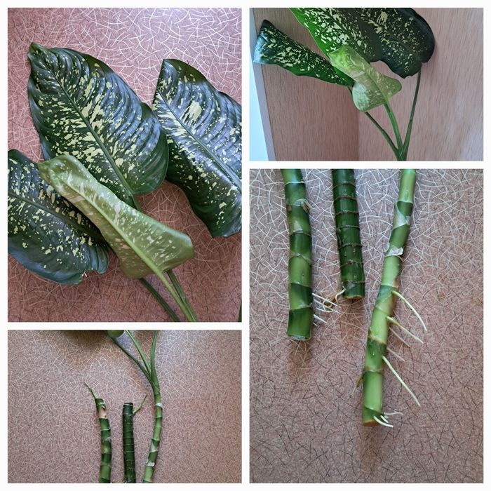 Комнатные растения. Диффенбахия,Бегония, традесканция Рео, спатиффилум