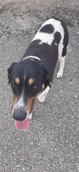cão para adopção consciente