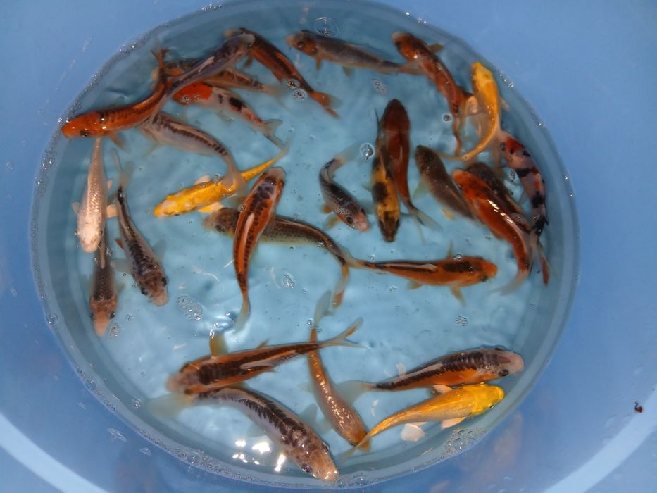 Carpas  koi 15cm