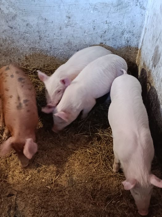 Продам поросята м'ясного напрямку.