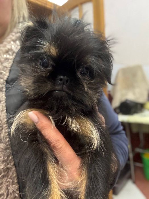 Найкращий компаньон