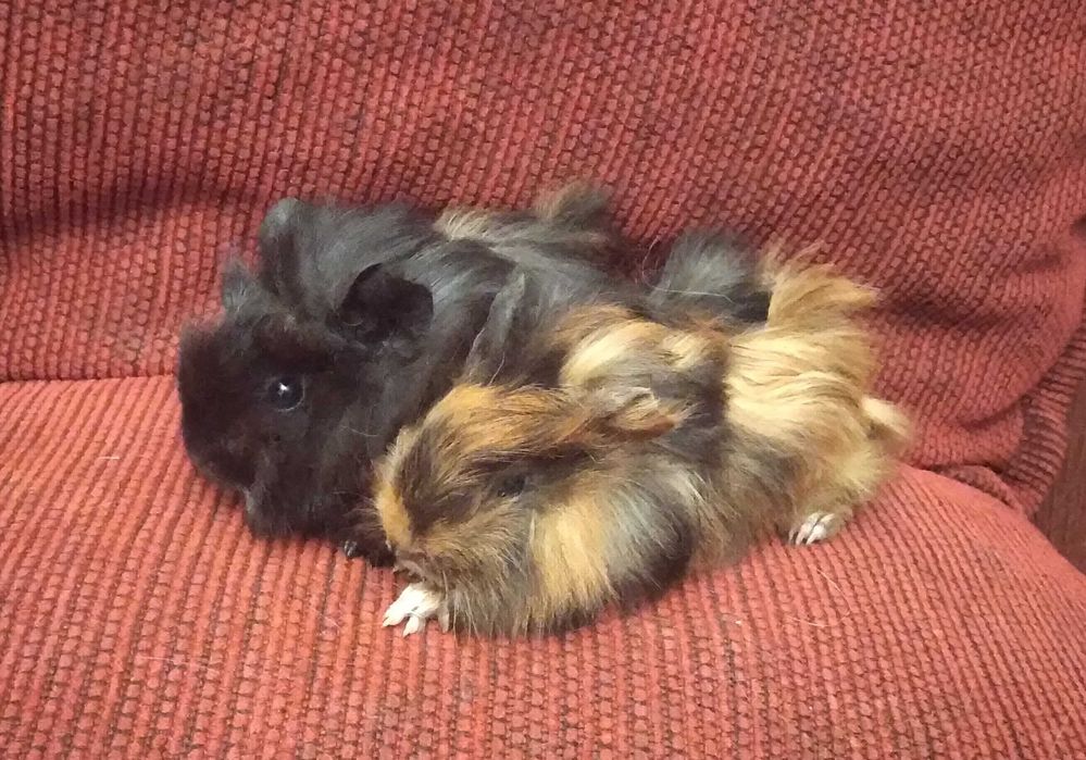 świnka morska, świnki morskie peruwianki