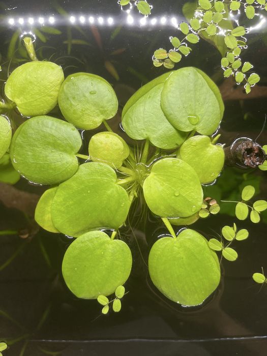 Amazon Frogbit (Hydrocharis laevigata)