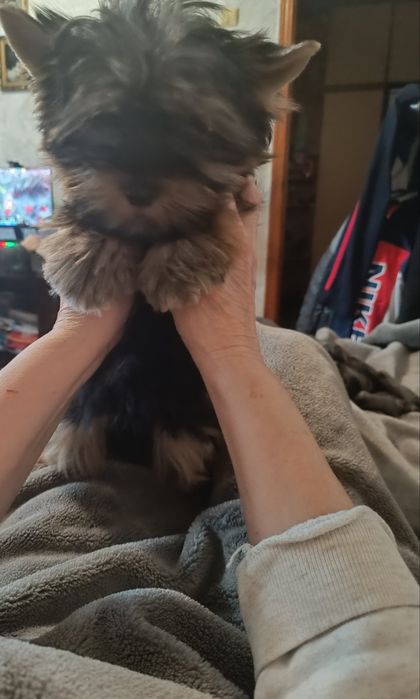 Хлопчик йорчик зачекався.