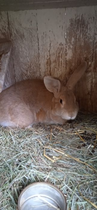 Samiec króla burgund