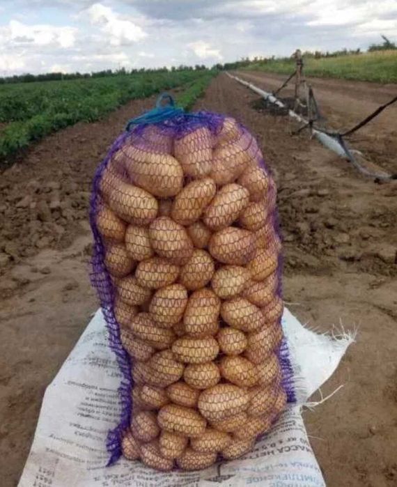 Прадаю картошка
