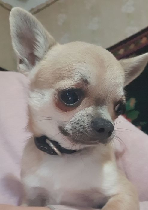 Мини мальчик чихуахуа гладкошерстный