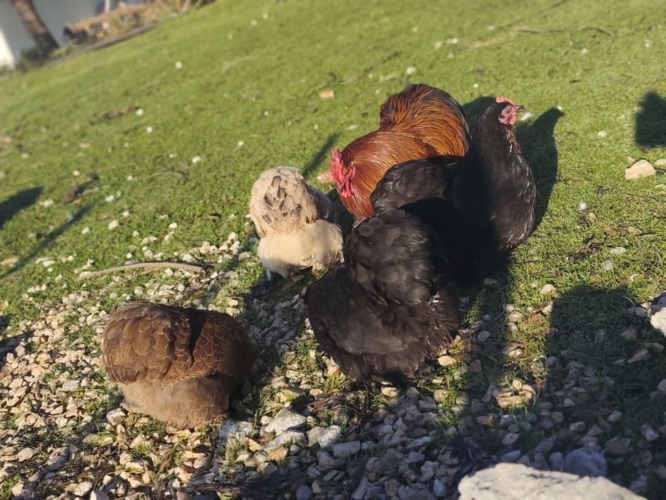 Ovos pekins incubação