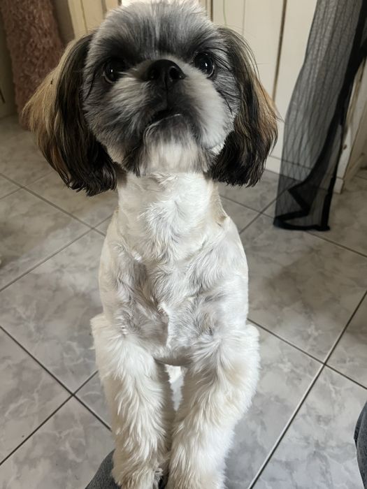 Shih Tzu – 6 miesięcy, piesek szuka nowego domu