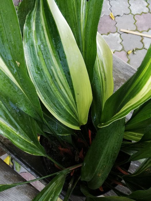 Аспедистра триколор Окаме