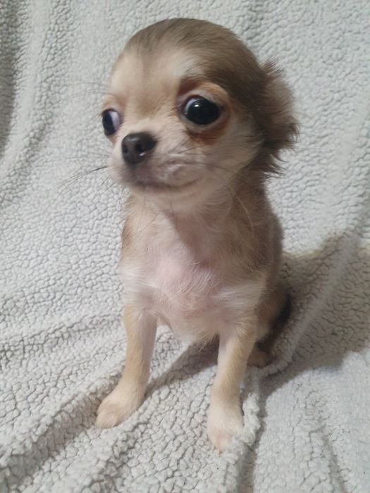 Длинношерстная девочка чихуахуа