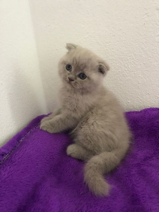 Fêmea Scottish Fold