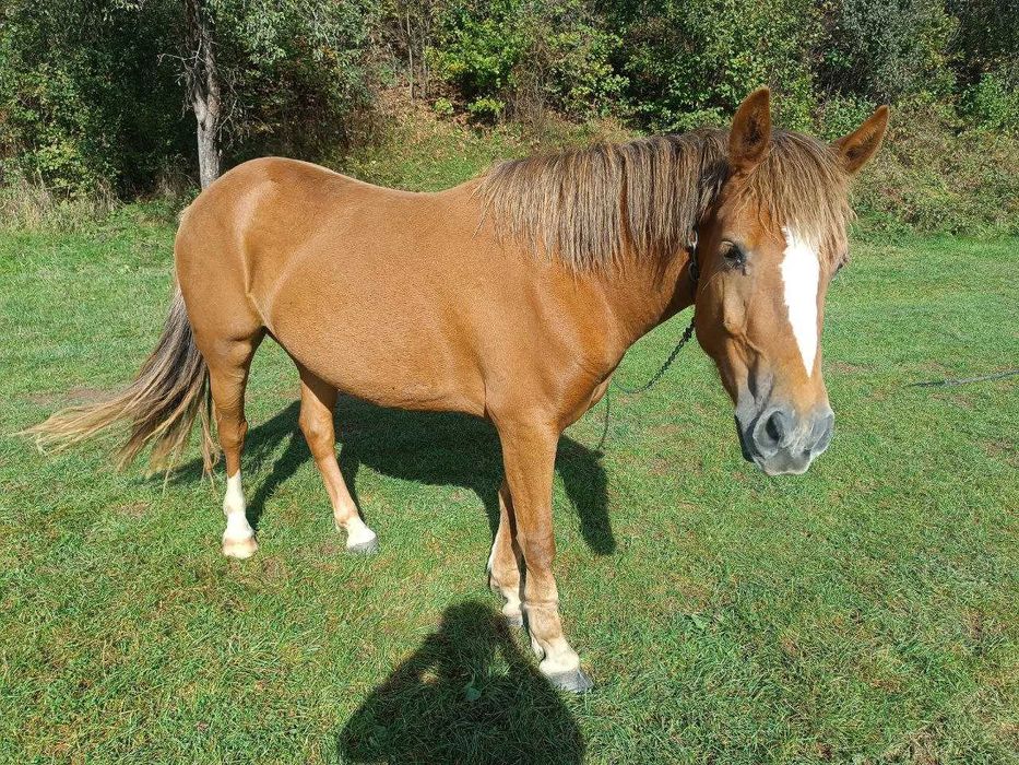 Молода кобила, 2роки 3 місяці