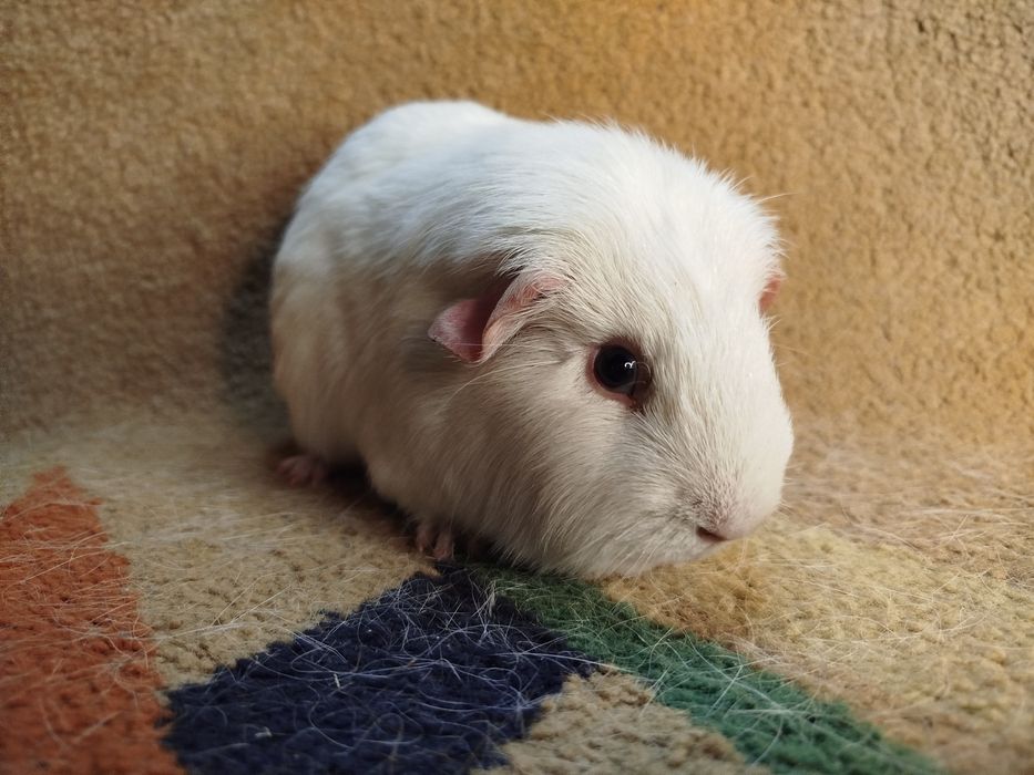 Морская свинка. Самец. Белый селф.