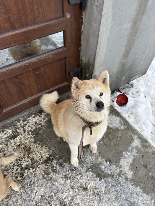 Віддам собаку , акіта