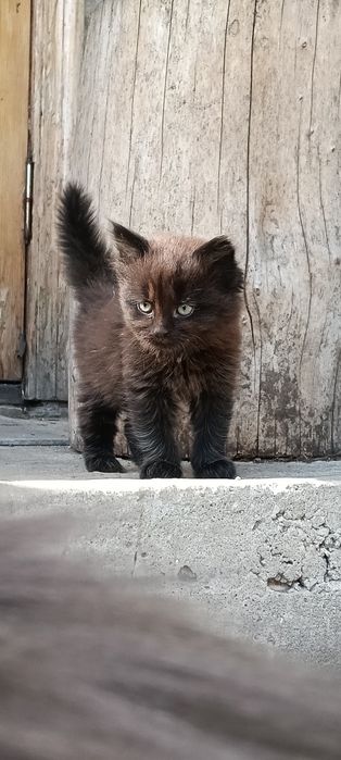 Отдам котенка в добрые руки