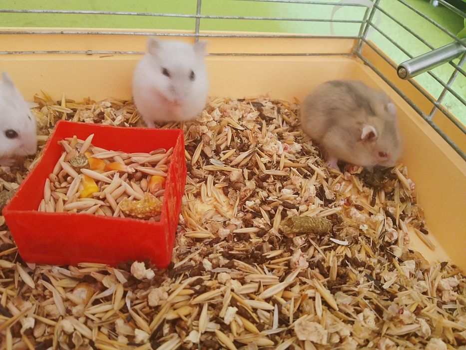 Джунгарский хомяк