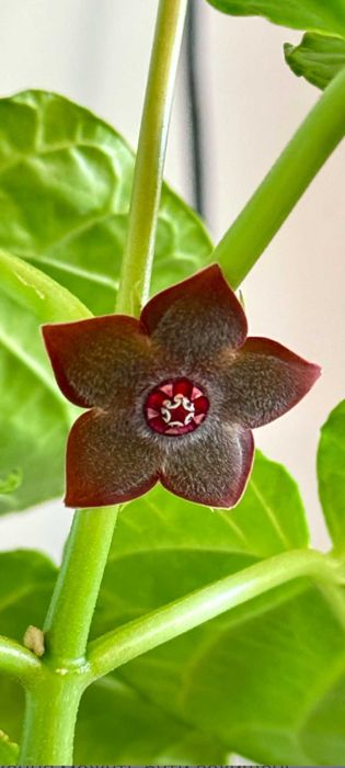 Gonolobus cyclophyllus