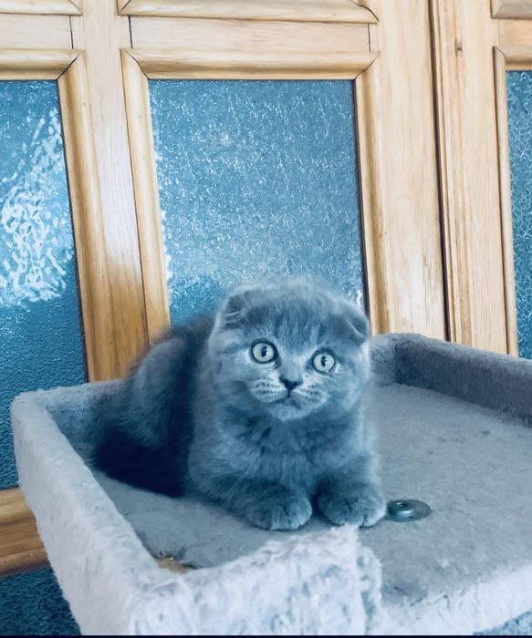 Котик висловухий ( кошеня)