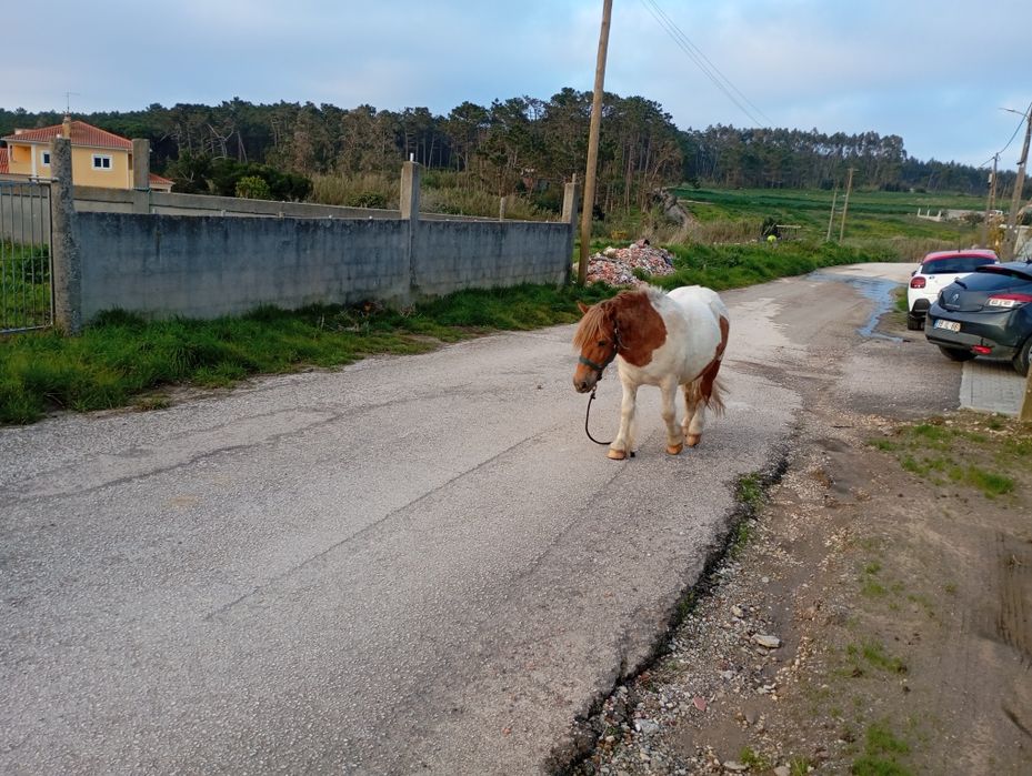 vendo pônei .     .