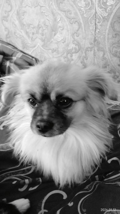 Потребує  девочку