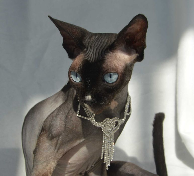 Meah sfinks  kotka niebiesooka o hipnotyzującym spojrzeniu