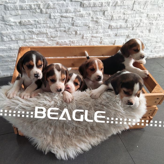 Beagle .. Beagle